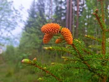 Mjögubbar